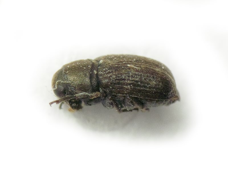 Rhaphitropis marchica (Herbst, 1797)